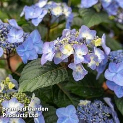 Hydrangea 'Endless Summer POP STAR' -Flourish Flora HYDR POPSTARBL S48097