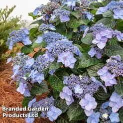 Hydrangea 'Endless Summer POP STAR' -Flourish Flora HYDR POPSTARBL S48099