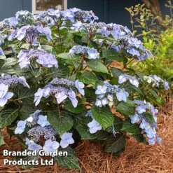 Hydrangea 'Endless Summer POP STAR' -Flourish Flora HYDR POPSTARBL S48100