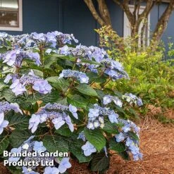 Hydrangea 'Endless Summer POP STAR' -Flourish Flora HYDR POPSTARBL S48101