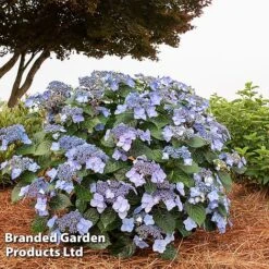 Hydrangea 'Endless Summer POP STAR' -Flourish Flora HYDR POPSTARBL S48102