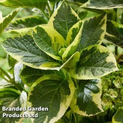 Hydrangea Macrophylla 'Sunshine Amy' -Flourish Flora HYDR SUNSHIAMY S44090