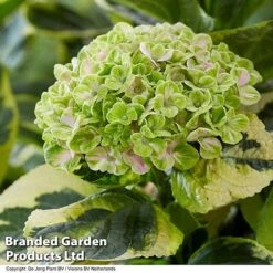 Hydrangea Macrophylla 'Sunshine Amy' -Flourish Flora HYDR SUNSHIAMY S44097