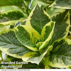 Hydrangea Macrophylla 'Sunshine Amy' -Flourish Flora HYDR SUNSHIAMY S44100