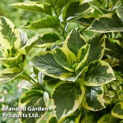 Hydrangea Macrophylla 'Sunshine Amy' -Flourish Flora HYDR SUNSHIAMY S44101