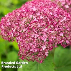 Hydrangea Arborescens 'Sweet Annabelle' -Flourish Flora HYDR SWEETANNA S17162