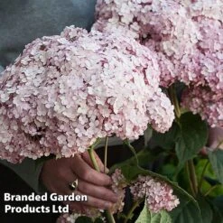 Hydrangea Arborescens 'Sweet Annabelle' -Flourish Flora HYDR SWEETANNA S45791