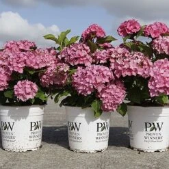 Hydrangea Macrophylla 'Sweet Cupcake' -Flourish Flora HYDR SWEETCUPC S45811 NOW
