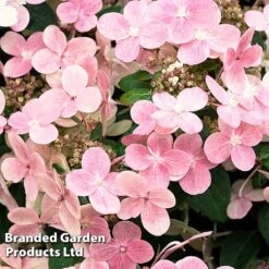 Hydrangea Paniculata 'Switch Ophelia' -Flourish Flora HYDR SWITCH S40974