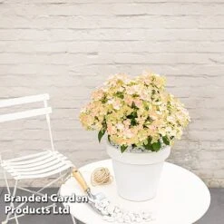 Hydrangea Paniculata 'Switch Ophelia' -Flourish Flora HYDR SWITCH S40976