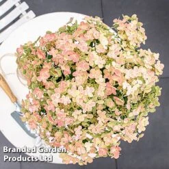 Hydrangea Paniculata 'Switch Ophelia' -Flourish Flora HYDR SWITCH S40977