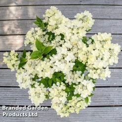 Hydrangea Paniculata 'Switch Ophelia' -Flourish Flora HYDR SWITCH S40980