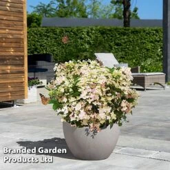 Hydrangea Paniculata 'Switch Ophelia' -Flourish Flora HYDR SWITCH S40982