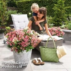 Hydrangea Paniculata 'Switch Ophelia' -Flourish Flora HYDR SWITCH S40983