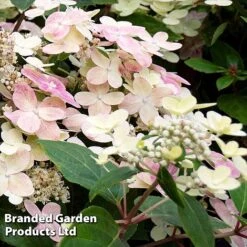 Hydrangea Paniculata 'Switch Ophelia' -Flourish Flora HYDR SWITCH S40985