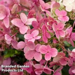 Hydrangea Paniculata 'Switch Ophelia' -Flourish Flora HYDR SWITCH S40986