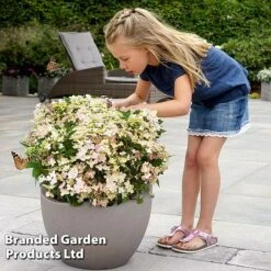 Hydrangea Paniculata 'Switch Ophelia' -Flourish Flora HYDR SWITCH S40987