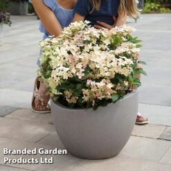 Hydrangea Paniculata 'Switch Ophelia' -Flourish Flora HYDR SWITCH S40989