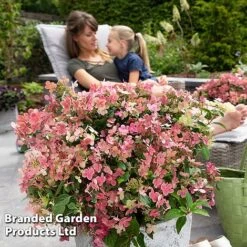 Hydrangea Paniculata 'Switch Ophelia' -Flourish Flora HYDR SWITCH S40991