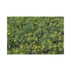 Hypericum Kalmianum 'Blue Velvet' -Flourish Flora HYPE T66261 A h