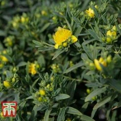 Hypericum Kalmianum 'Blue Velvet' -Flourish Flora HYPE T66261 B