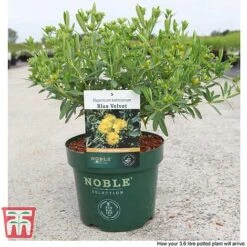 Hypericum Kalmianum 'Blue Velvet' -Flourish Flora HYPE T66261 C