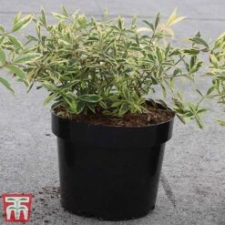 Hypericum Calycinum 'Carnival' -Flourish Flora HYPE TKA3192 A