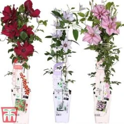 Clematis Patio Collection -Flourish Flora How supplied