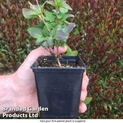 Clematis Florida 'Taiga' -Flourish Flora How your pot is supplied