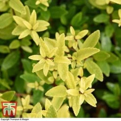 Holly Triflora Var. Kanehirae -Flourish Flora ILEX T28604 A1