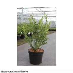 Holly Triflora Var. Kanehirae -Flourish Flora ILEX T66266 A h