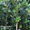 Ilex Aquifolium 'J.C. Van Tol'