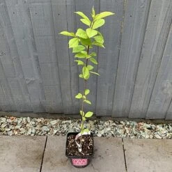 Bird Cherry Tree (Prunus Padus) Grown By Cotswold Trees -Flourish Flora IMG 2382 160523
