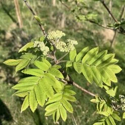 Rowan Tree (Sorbus Aucuparia) Grown By Cotswold Trees 10 Rowan Tree (Sorbus Aucuparia) Grown By Cotswold Trees -Flourish Flora IMG 6066