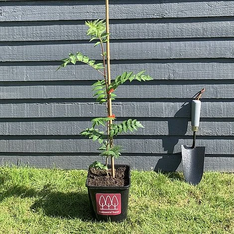 Rowan Tree (Sorbus Aucuparia) Grown By Cotswold Trees 6 Rowan Tree (Sorbus Aucuparia) Grown By Cotswold Trees - Image 6