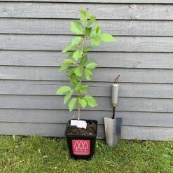 Wild Cherry Tree (Prunus Avium) Grown By Cotswold Trees -Flourish Flora IMG 88461