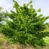 Hazel Tree (Corylus Avellana) Grown By Cotswold Trees