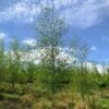 Silver Birch Tree (Betula Pendula) Grown By Cotswold Trees