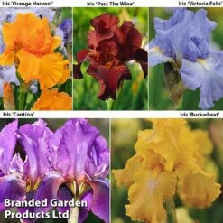 Bulb And Bare Root Collection -Flourish Flora IRIS COL