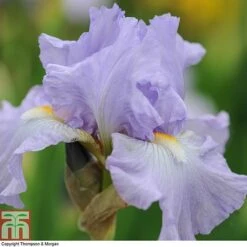 Iris 'Re-Blooming Collection' -Flourish Flora IRIS T10126 B1