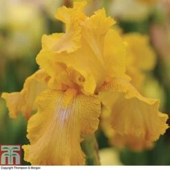 Iris 'Re-Blooming Collection' -Flourish Flora IRIS T10126 C1
