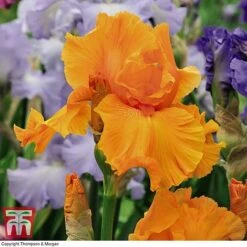 Iris 'Re-Blooming Collection' -Flourish Flora IRIS T10126 E2