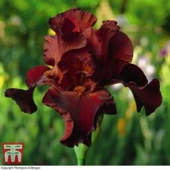 Iris 'Re-Blooming Collection' -Flourish Flora IRIS T10126 F2