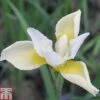 Iris Sibirica 'Snow Queen'