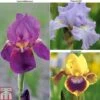 Iris Bearded Collection