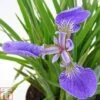Iris Setosa 'Baby Blue'