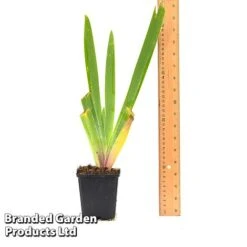 Iris 'Metolius Blues' -Flourish Flora IRIS METOLI9CM T44318