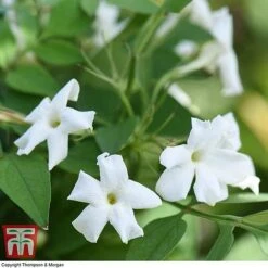 Jasminum Officinale -Flourish Flora JASM T40073 D