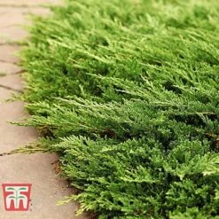 Juniperus Horizontalis 'Prince Of Wales'