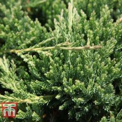 Front Page -Flourish Flora JUNI 66289 B